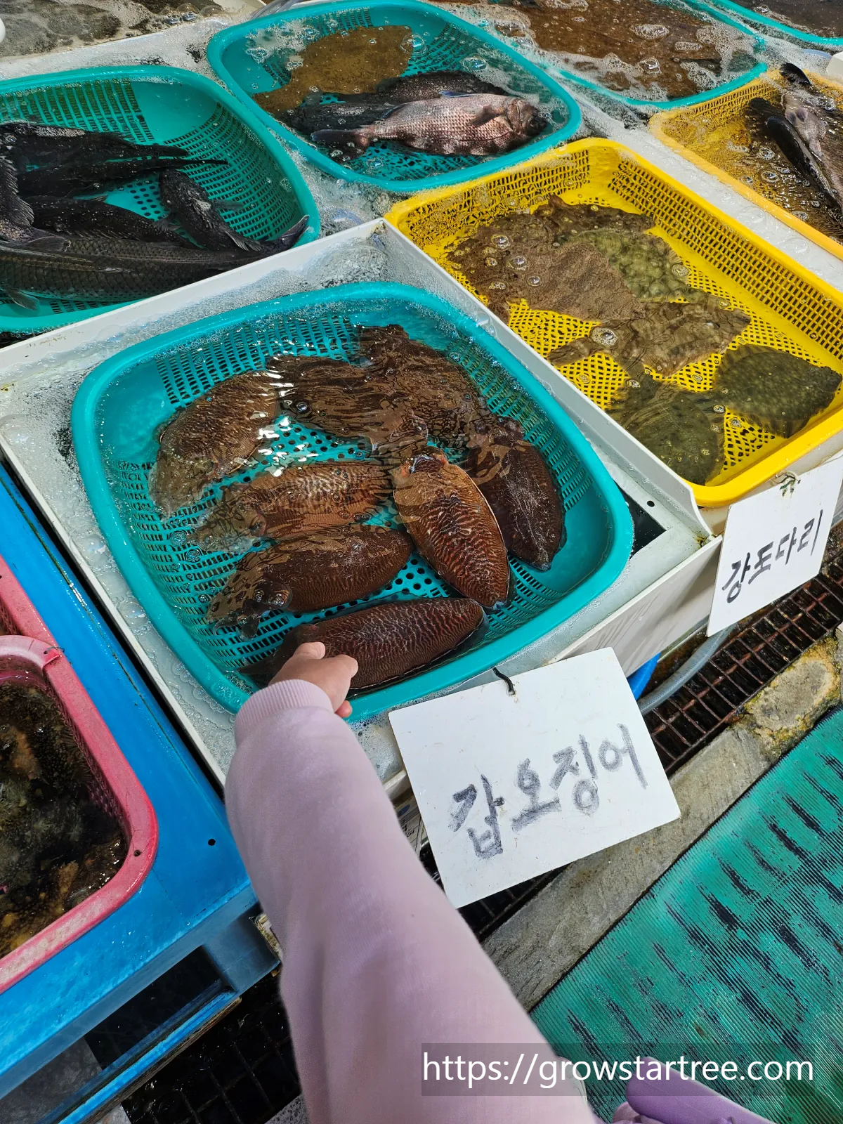 통영 중앙전통시장 광어, 강도다리, 갑오징어 등