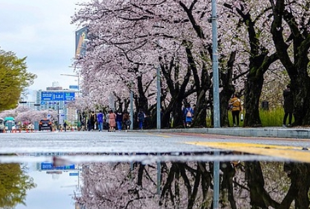 여의도 벚꽃축제 일정