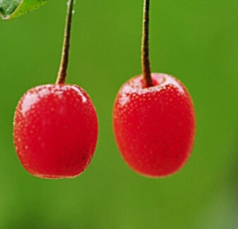 보리수 열매 효능