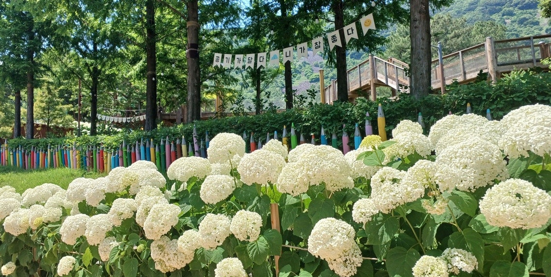 월아산 숲속의진주 수국4
