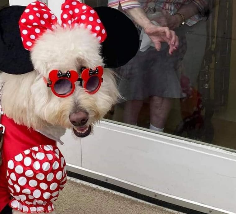 토끼 분장 선발대회 2022년 캐드버리 버니는 VIDEO: English Doodle Therapy Dog Wins the Cadbury National Easter Bunny Conte