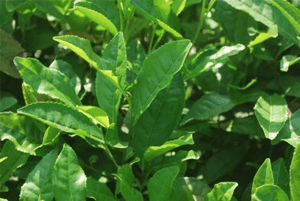 폐에좋은음식13