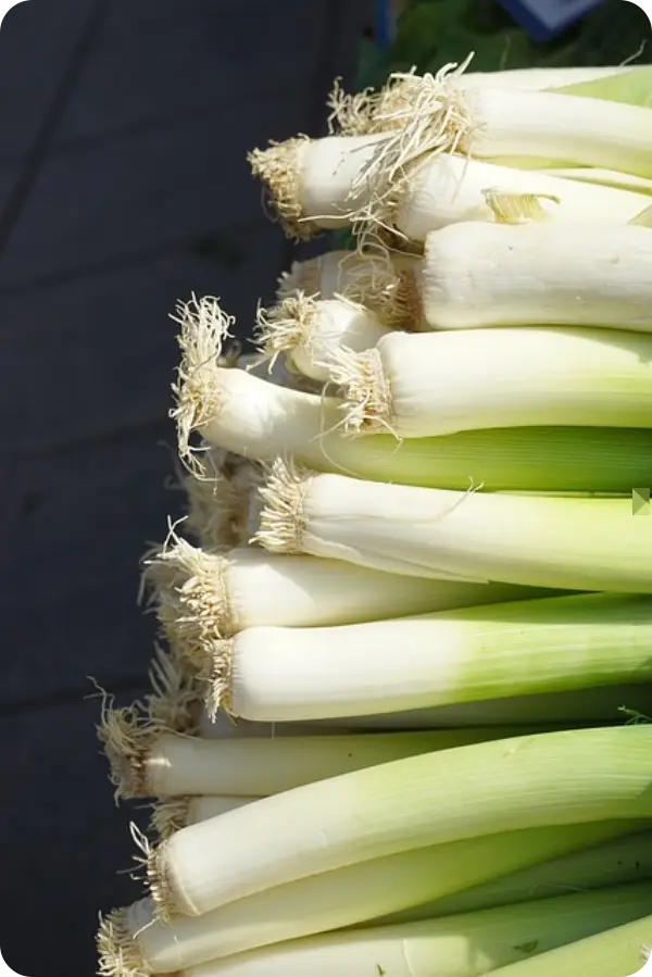 부추김치 맛있게 담그는 법