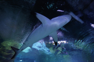 괌 여행 추천 괌 언더 워터 월드