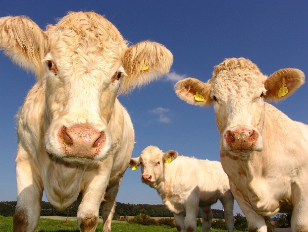 2024년 갑진년 소띠 운세 