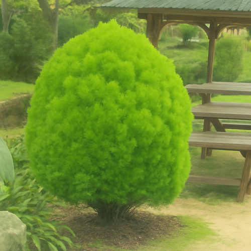 측백나무_주의사항_부작용