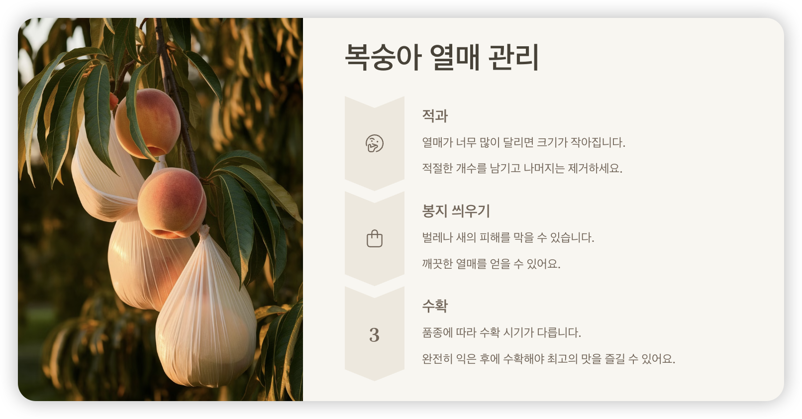 복숭아나무-열매