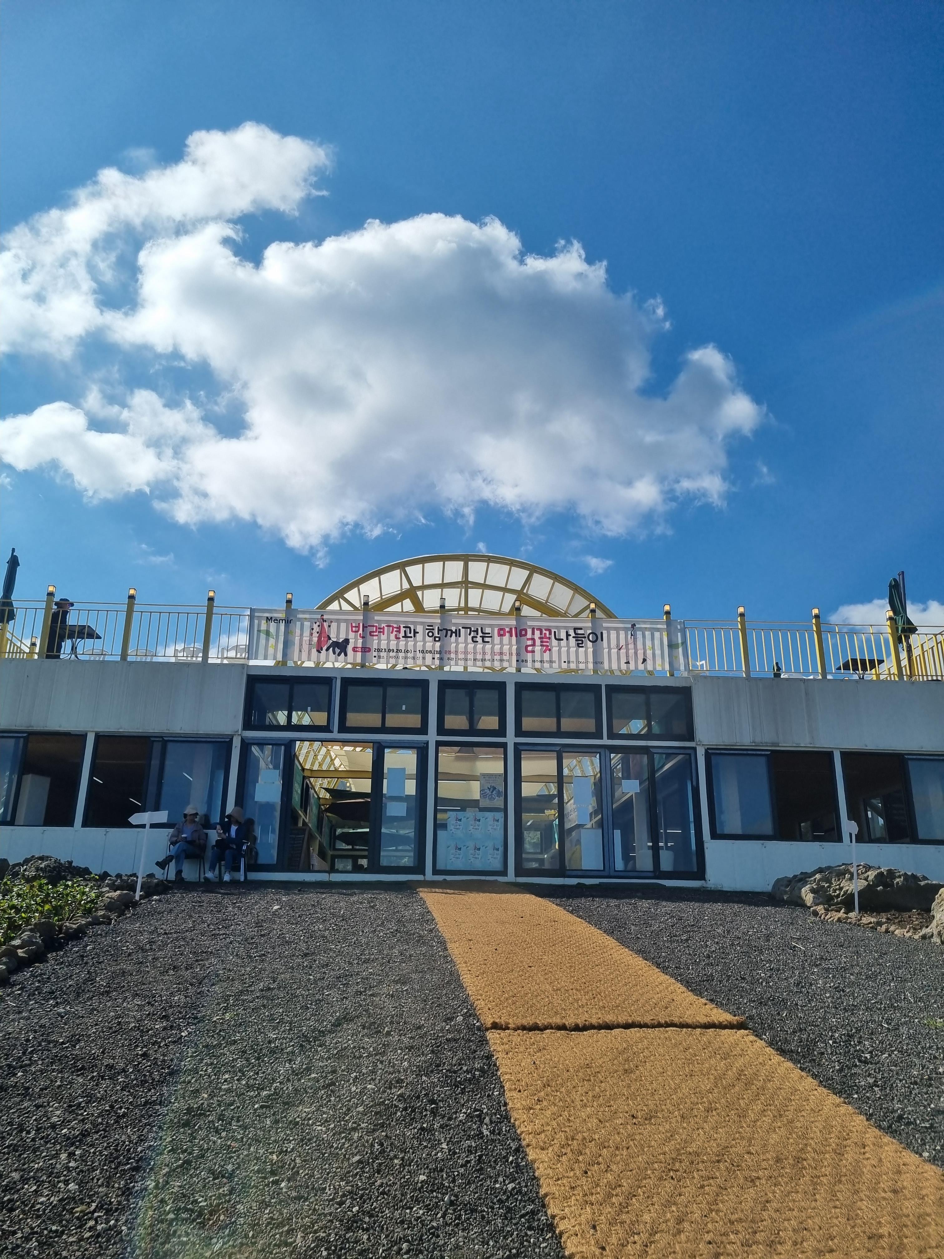 오라동 메밀꽃밭