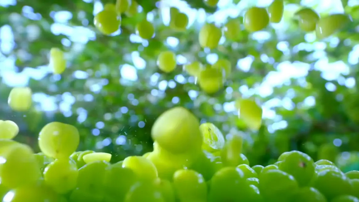 샤인머스켓 보관법 효능 가격