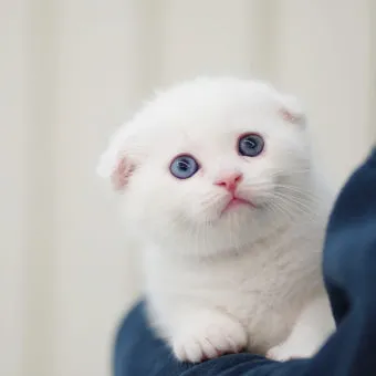 스코티시폴드 고양이 유전병_13