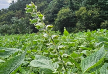 들깨 수확시기