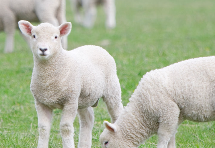 아침고요 동물원