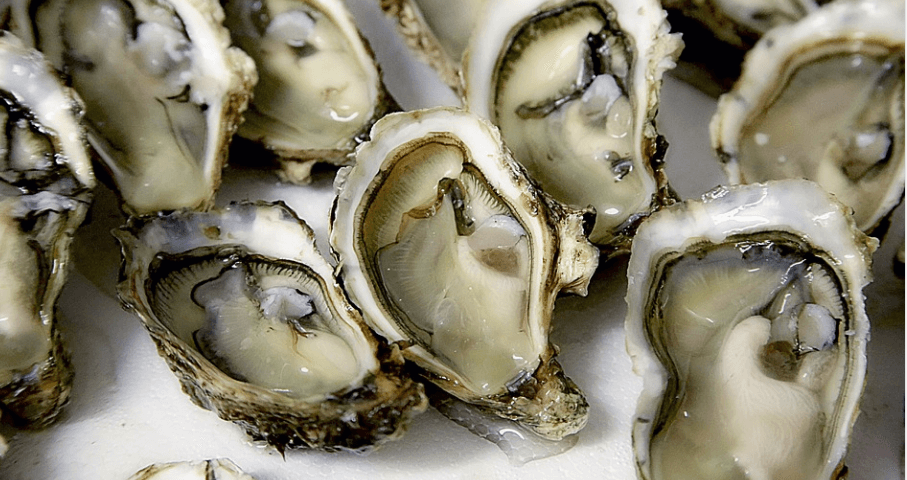 굴 여러 개가 놓여 있다