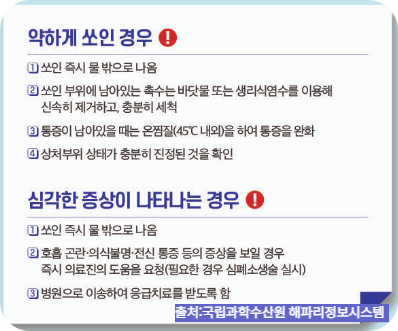 노무라입깃해파리 응급처치 방법