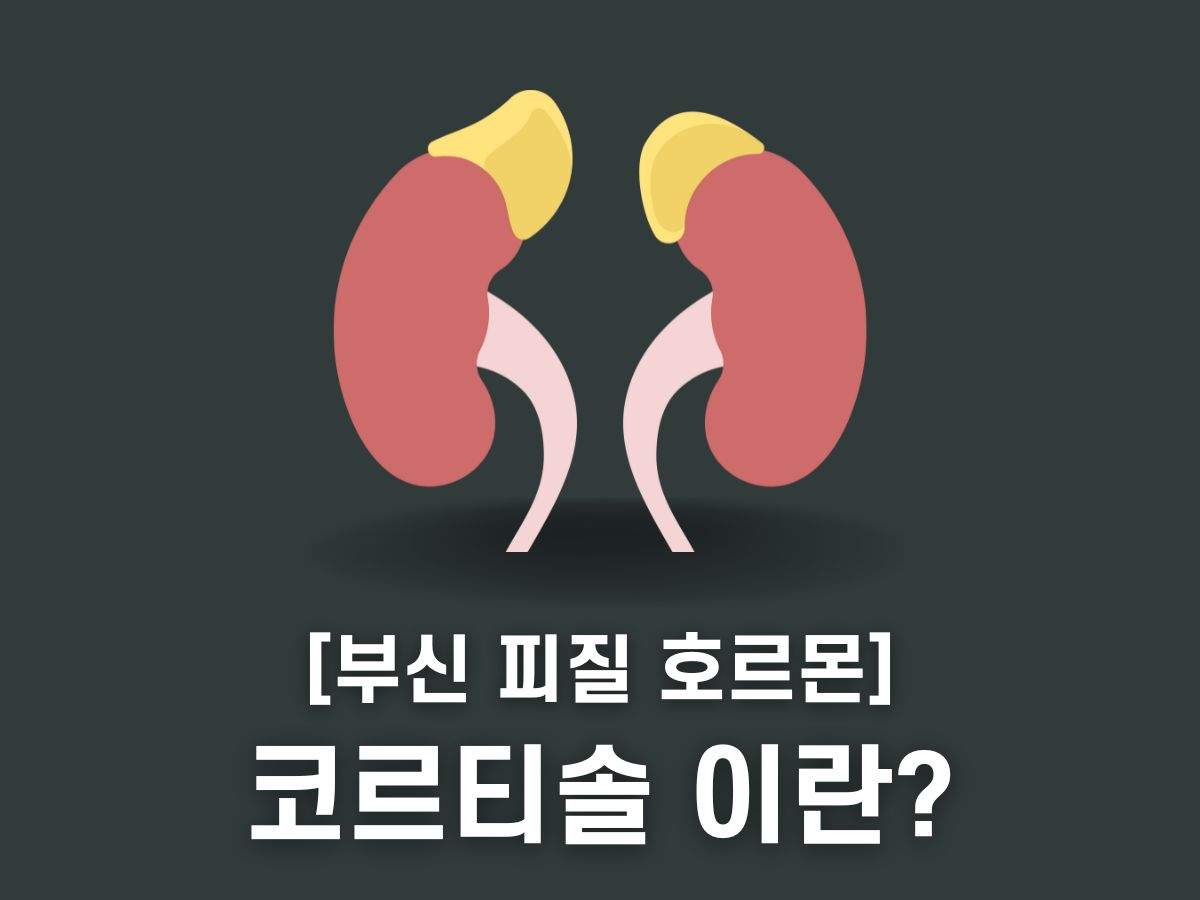 코르티솔