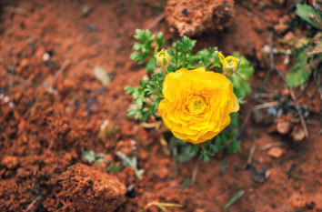 2025년부터 달라지는 ‘도시텃밭 분양제도’와 스마트팜 접목 정책