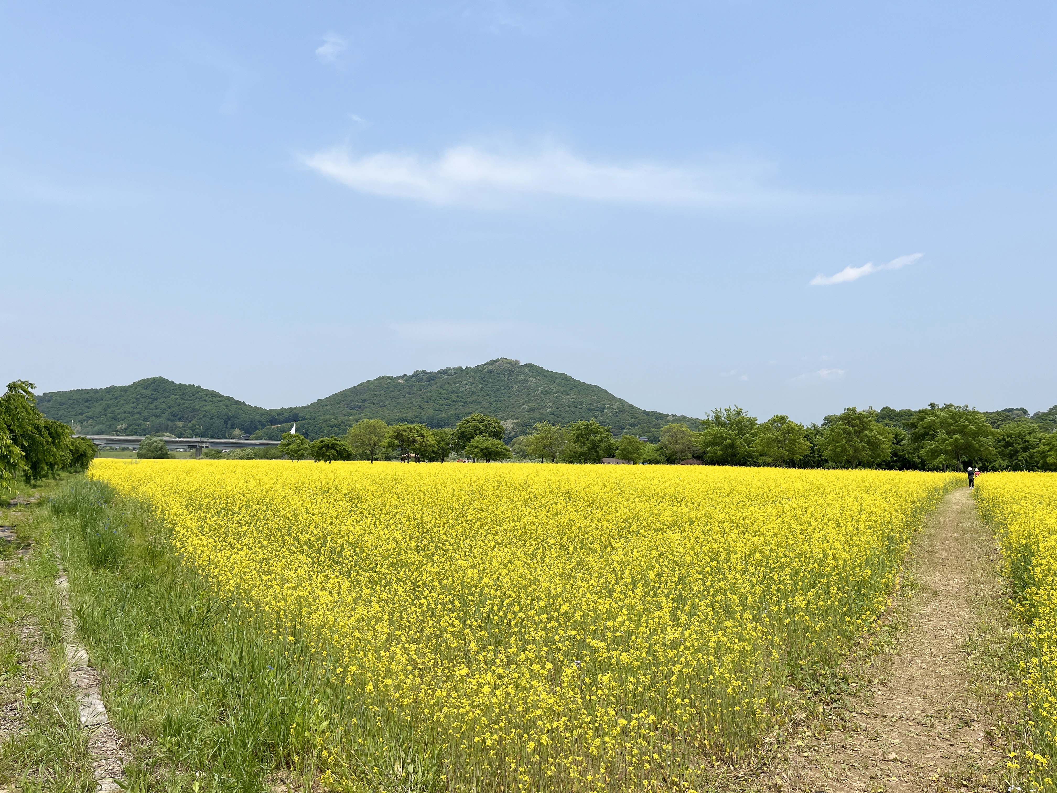 여주 당남리섬