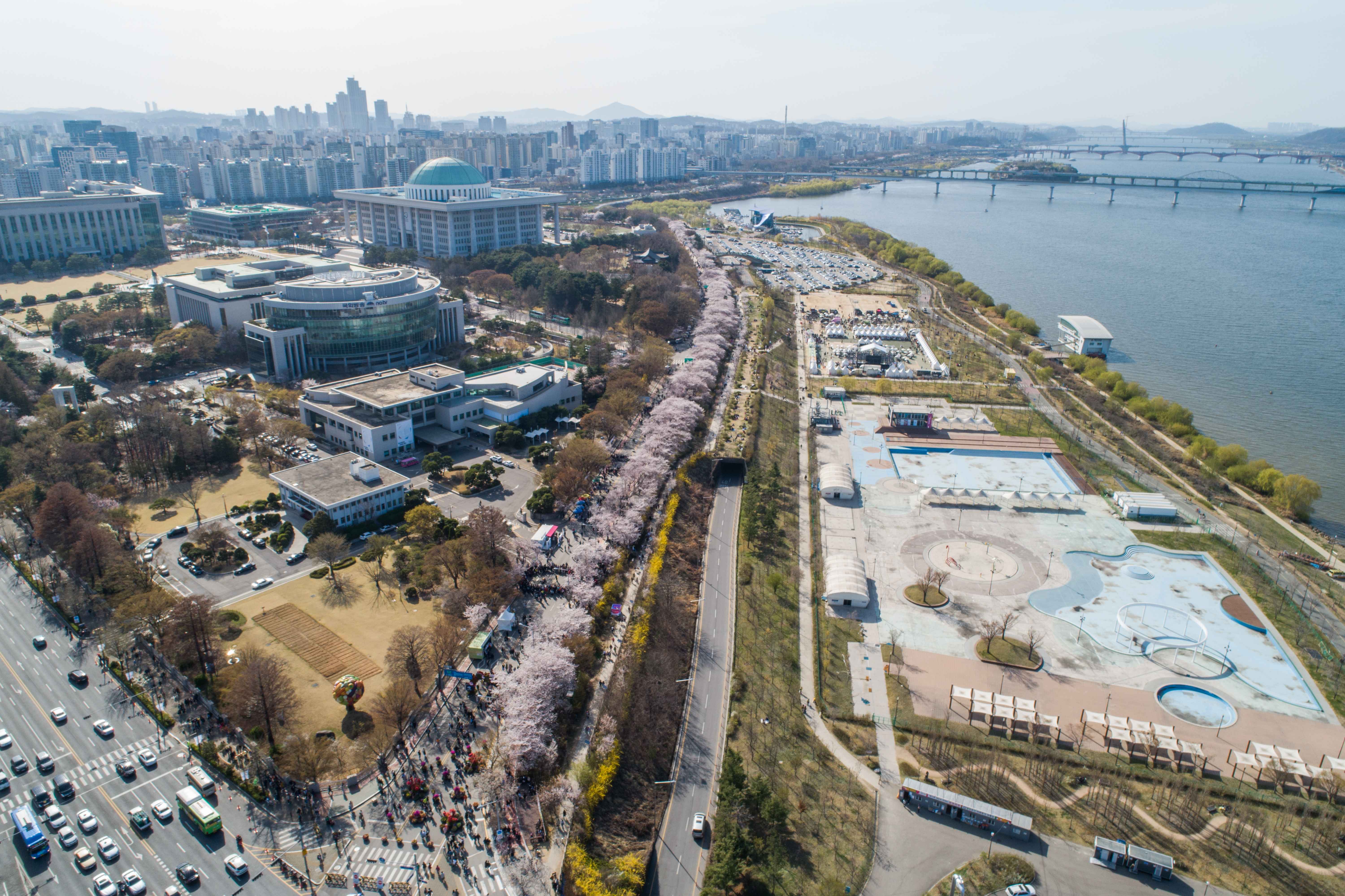 여의도벚꽃-축제