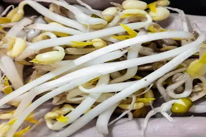 콩나물