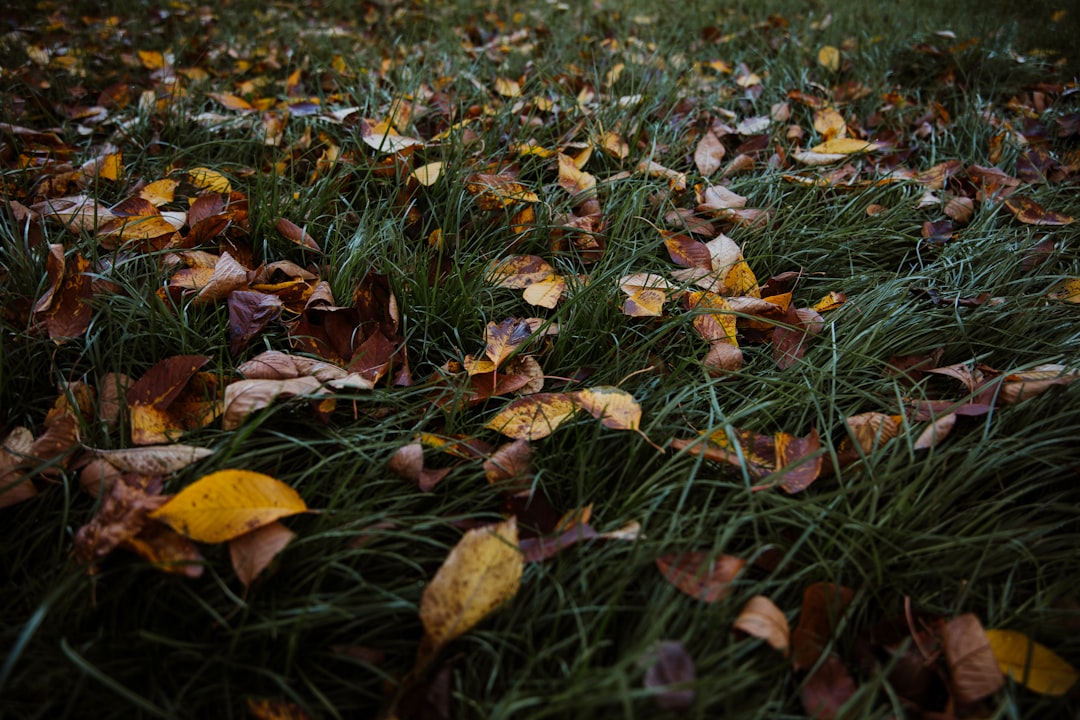 Autumn.