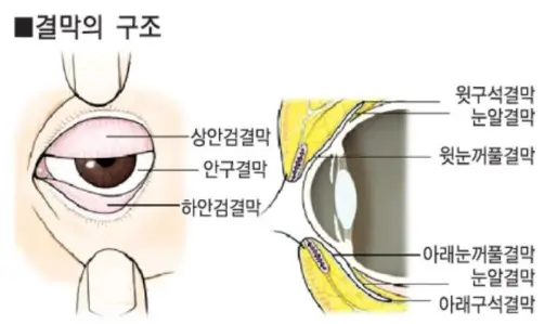 결막의 구조