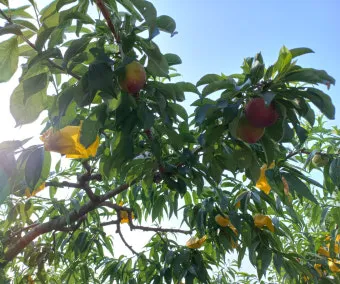 복숭아 나무 한살이 시기_16