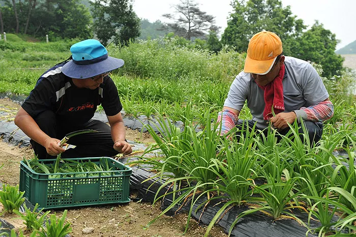 삼채 재배 모종 활착 통풍 확보 잎 수확 반복_9
