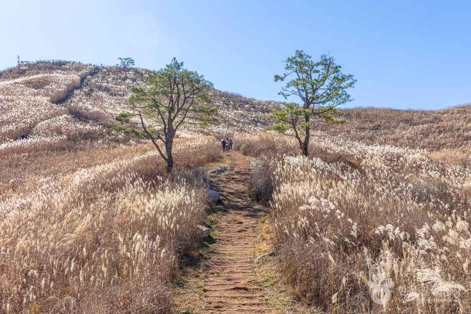 민둥산 억새 능선길과 나무 두 그루