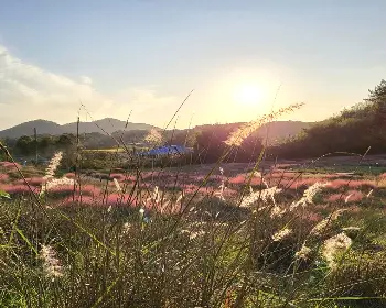 고창 핑크뮬리 축제_8