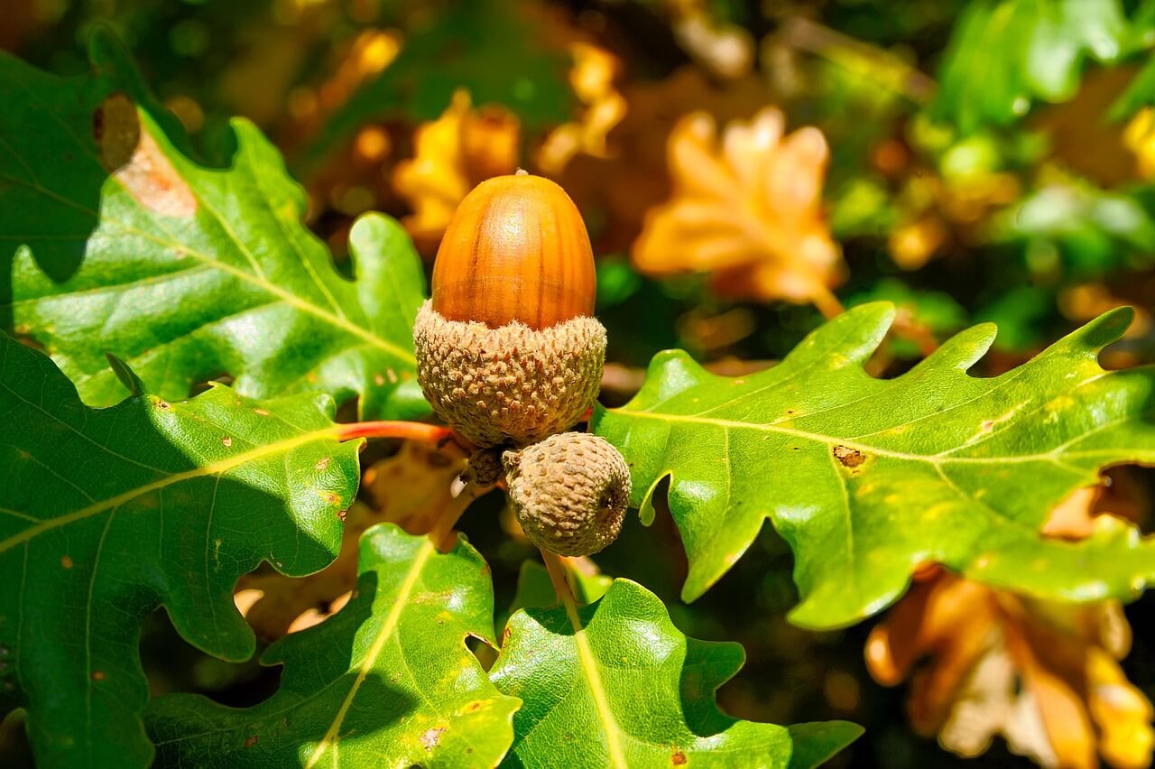 굴참나무의 생태적 가치와 지속 가능한 활용 방안
