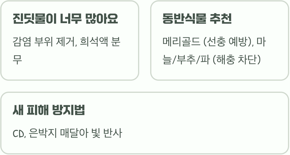 바이오체리 나무 병충해&amp;#44; 약 없이 친환경으로 관리하는 5가지 방법