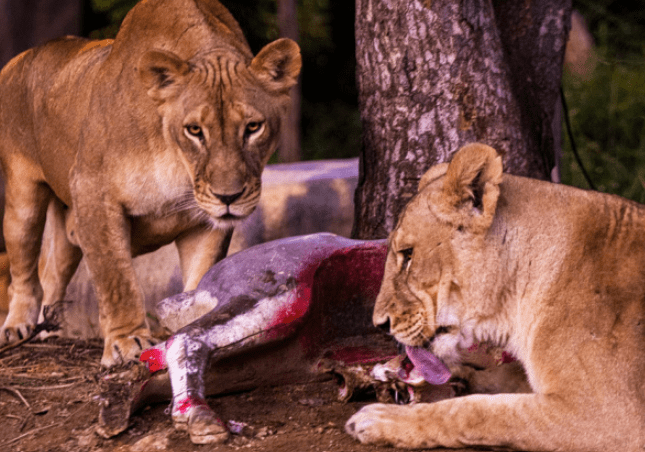 나이트 사파리 암사자가 먹이 먹는 모습