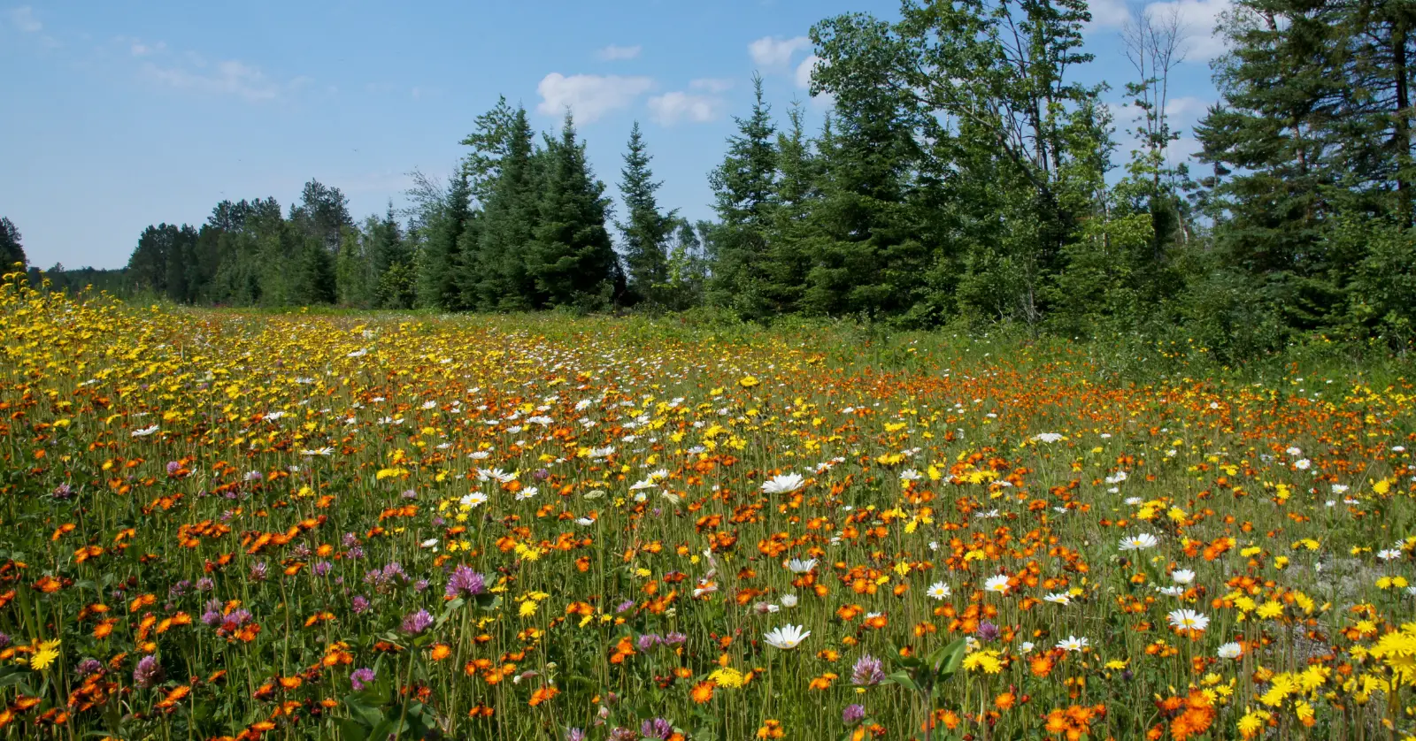 곰배령 입산 시간과 탐방 코스