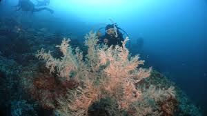 죽도 앞바다 &ndash; 체험 다이빙 입문자 강추 (출처:네이버 블로그/나무위키/W위키백과)