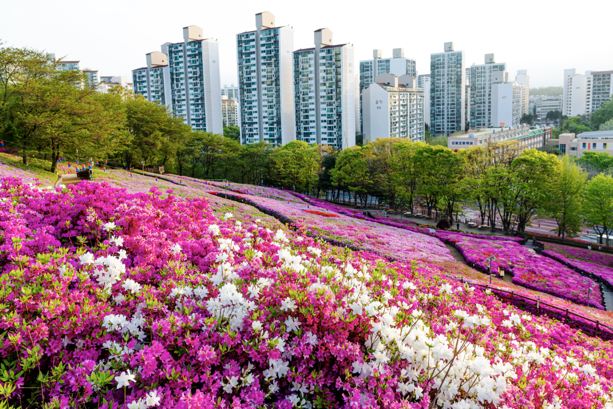 2025년 군포철쭉축제