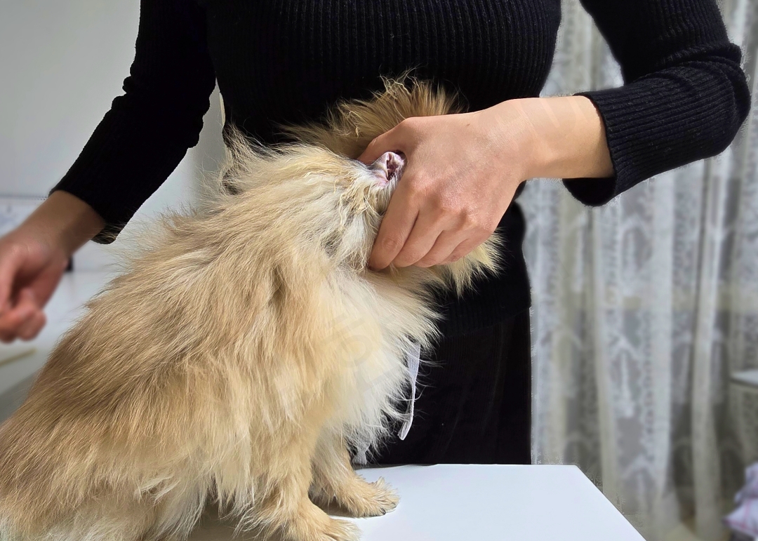 귀청소를 하기 위해강아지의 머리를 배에 밀착시킨 모습