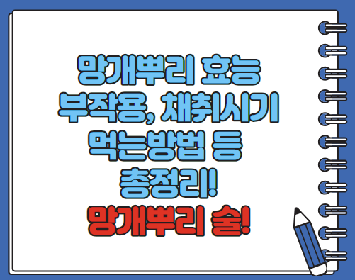 망개뿌리 효능 부작용 먹는법 술 채취시기 등 총정리(최신)