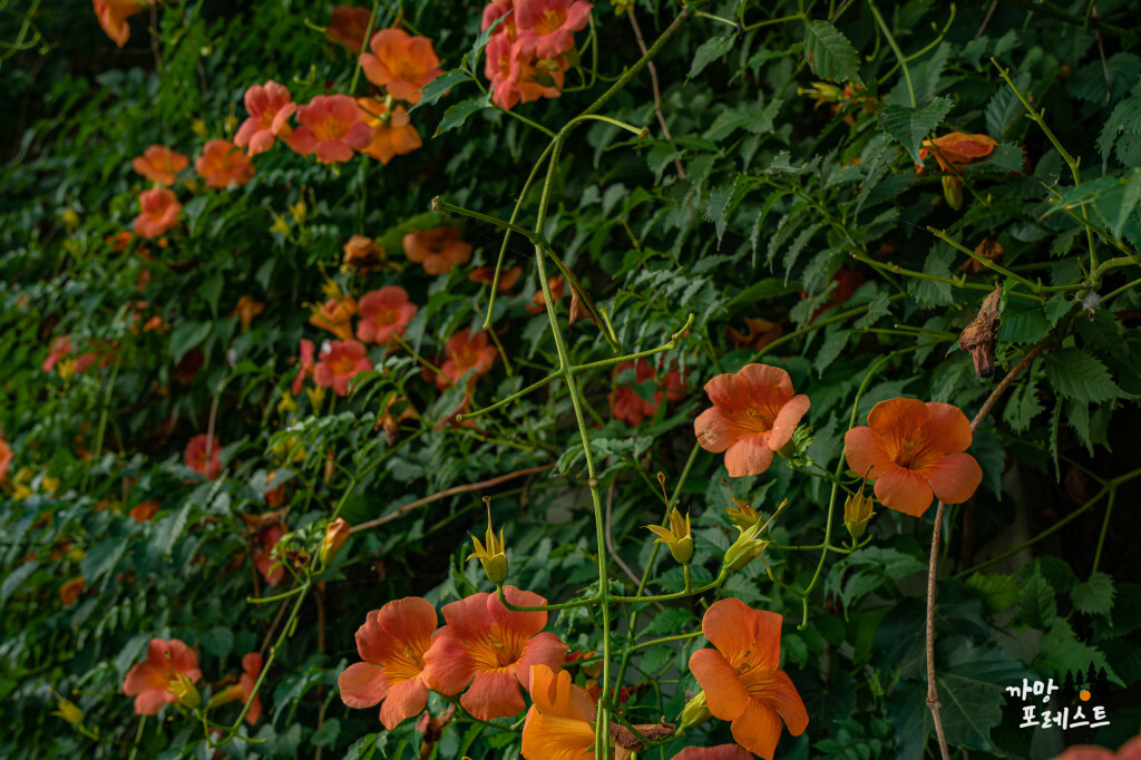 뚝섬 능소화 사진