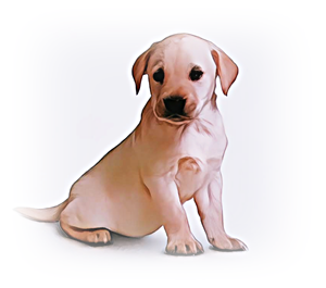 사냥견
래브라도 리트리버(Labrador Retriever)