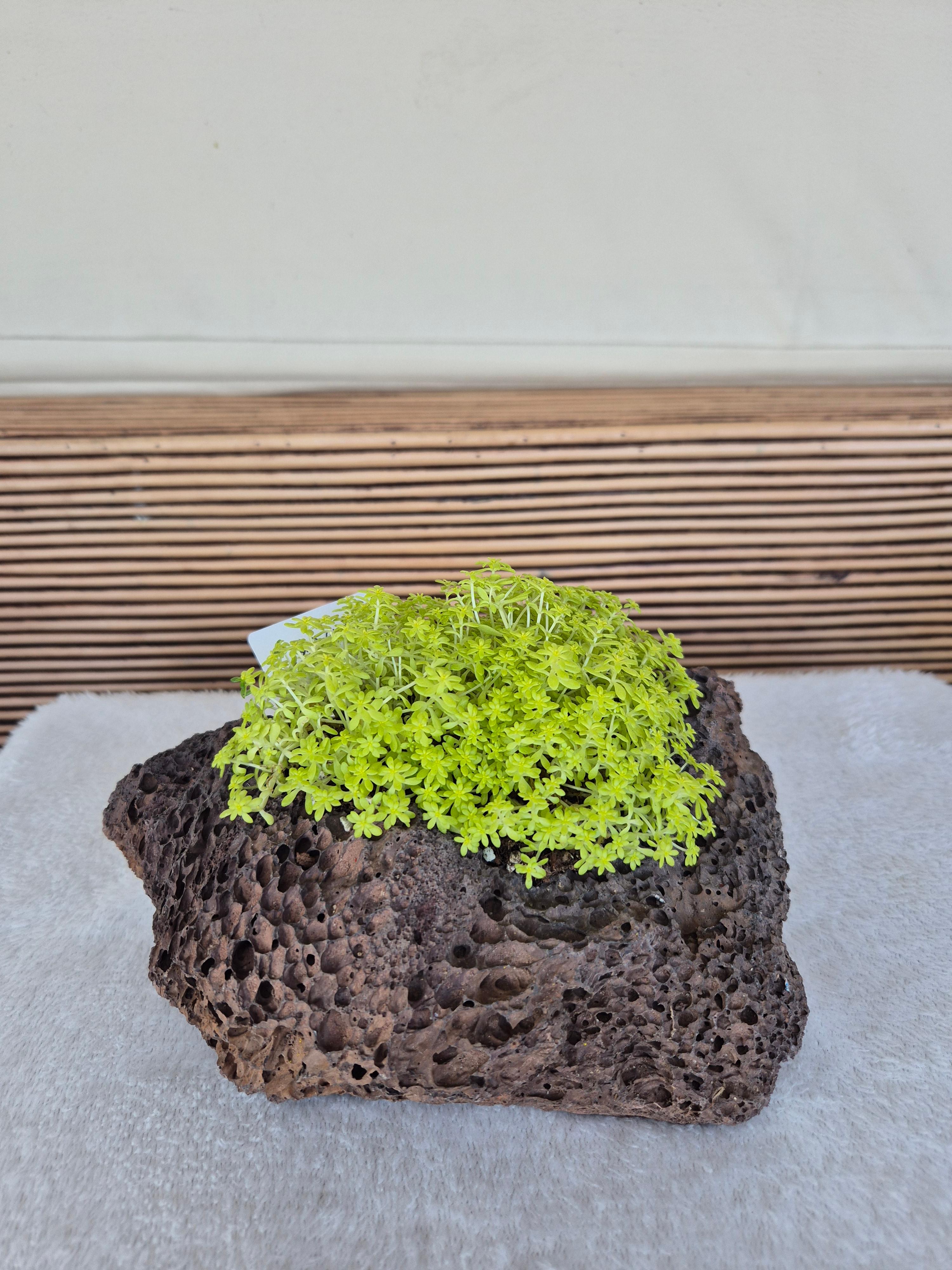 당진 포마이그린 꽃집&amp;#44; 화분&amp;#44; 꽃&amp;#44; 테라리움&amp;#44; 스칸디어모스 - 솔뫼성지 로컬푸드 입점&amp;#44; 테라리움수업&amp;#44; 꽃수업