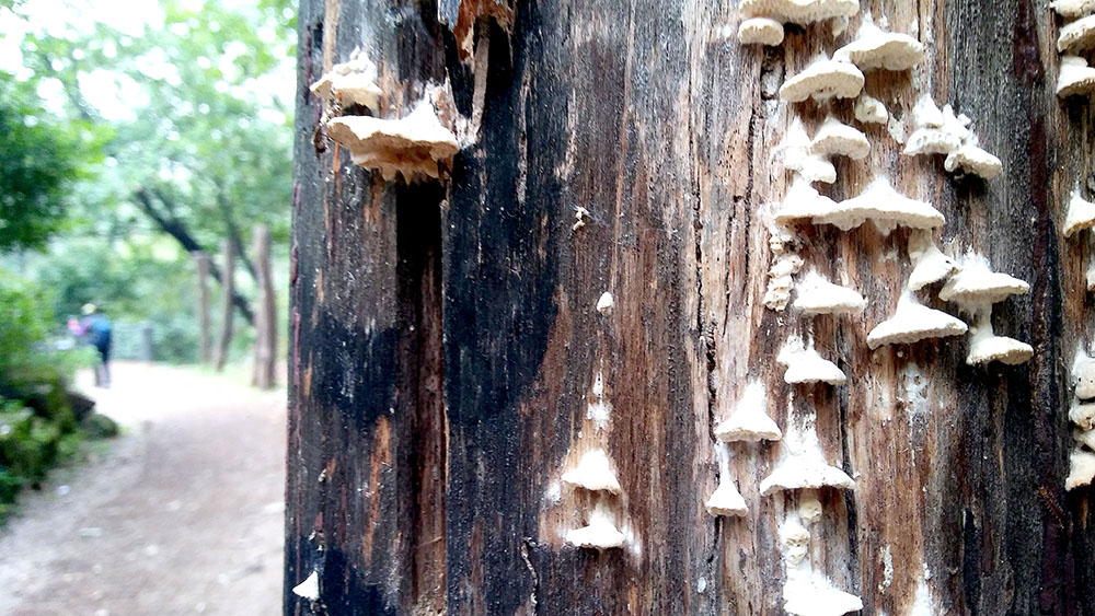 관악산&middot;삼성산 '버섯'