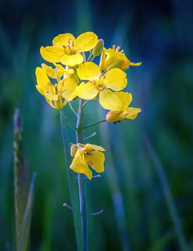 제주 유채꽃 개화 시기 봄 여행 필수 코스_5