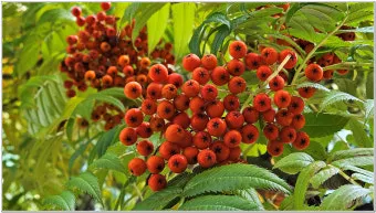 마가목 열매 효능 먹는 법 부작용 포함 10가지 정리_12