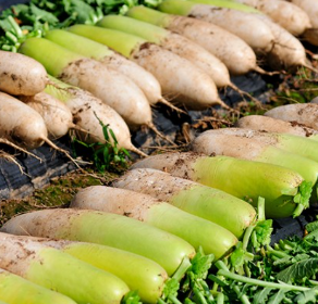 8월에 심는 작물2