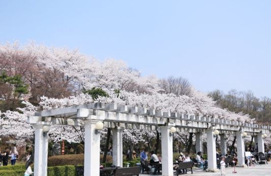 용인 벚꽃