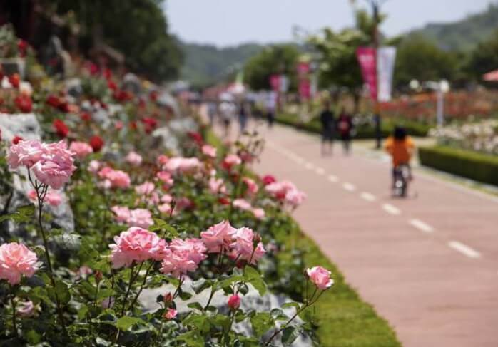 5월 강원도 축제