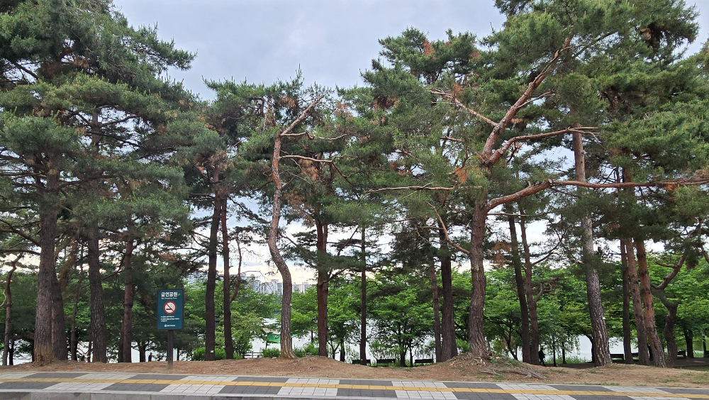 만석공원 해피스윗98 11