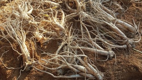 도라지-뿌리-수확시기-수확적기