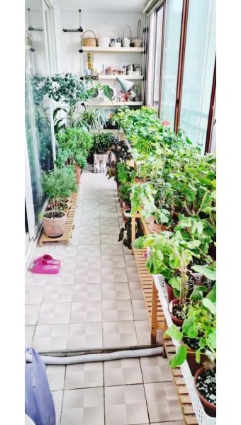 베란다정원 키우기 바람차단 햇빛차광 물주기 여름철 관리 요령_13