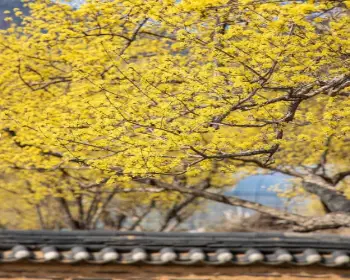 구례 산수유축제_30